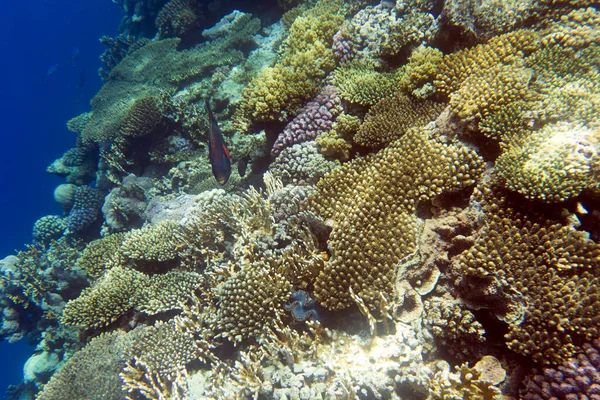 Veduta Della Barriera Corallina Sharm Sheik — Foto Stock
