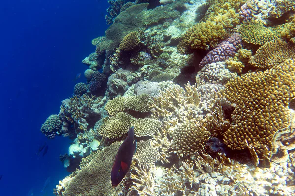 Vista Del Arrecife Coral Sharm Sheik —  Fotos de Stock