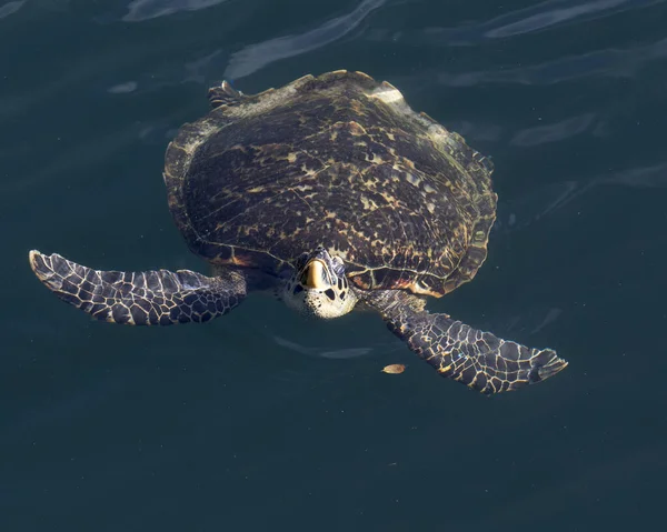 Морська Черепаха Новій Каледонії — стокове фото
