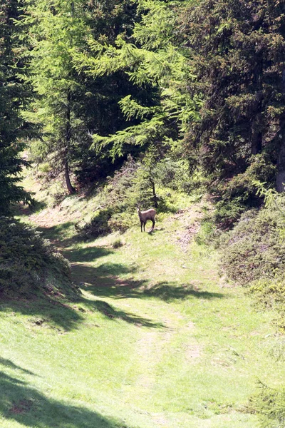 Trail Mountain Alpine Chamois Italy — Stock Photo, Image