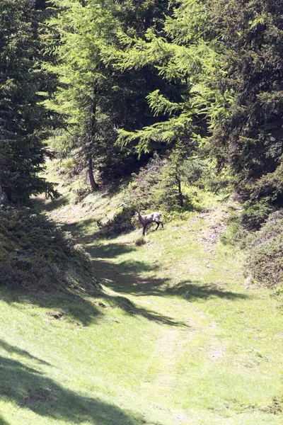 Trail Mountain Alpine Chamois Italy — Stock Photo, Image