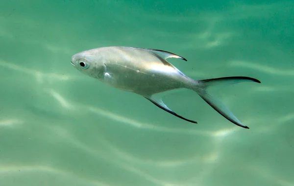 Een Foto Van Carangoides Tropische Vis Seychellen — Stockfoto