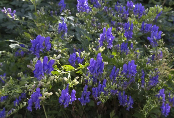 View of monkshood flowers during spring in Italy
