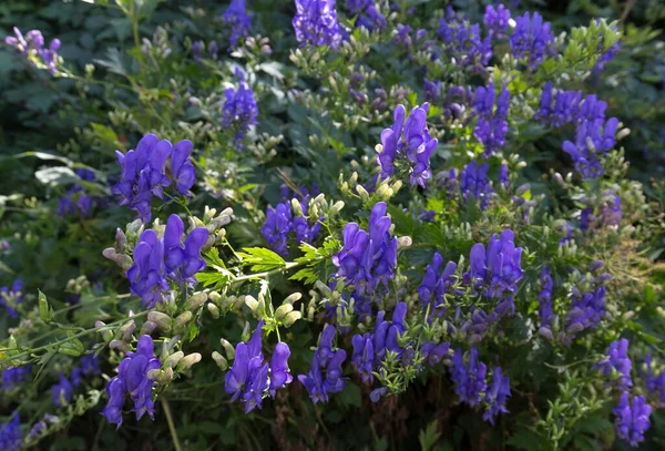 View Monkshood Flowers Spring Italy Royalty Free Stock Photos