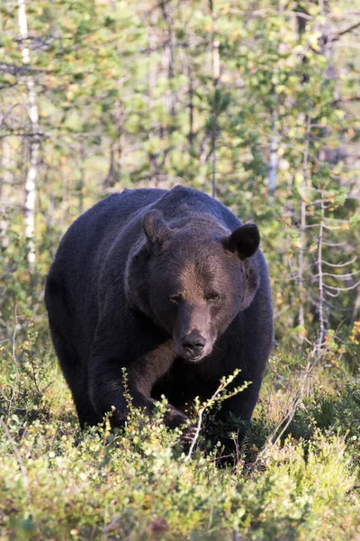 Фото Бурого Медведя Финляндии — стоковое фото