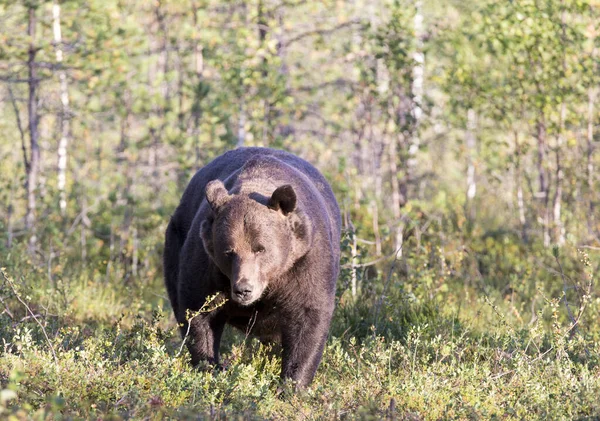 Foto Eines Braunbären Finnland — Stockfoto