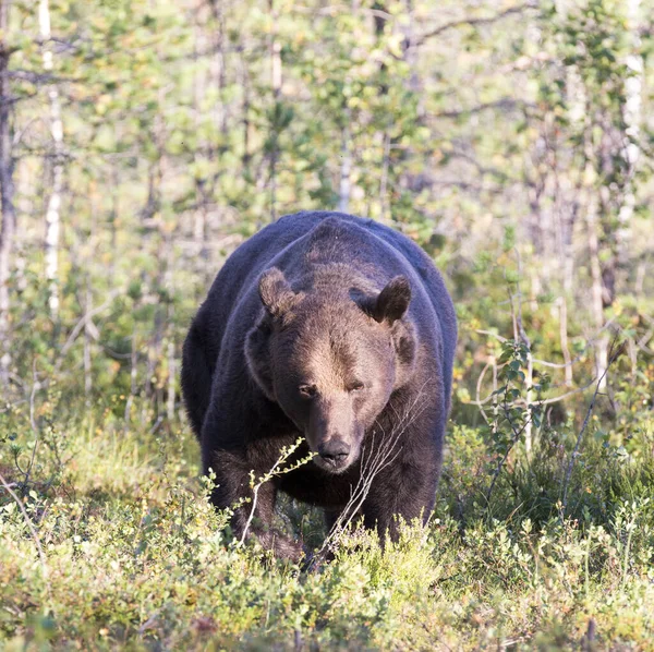 フィンランドのヒグマの写真 — ストック写真