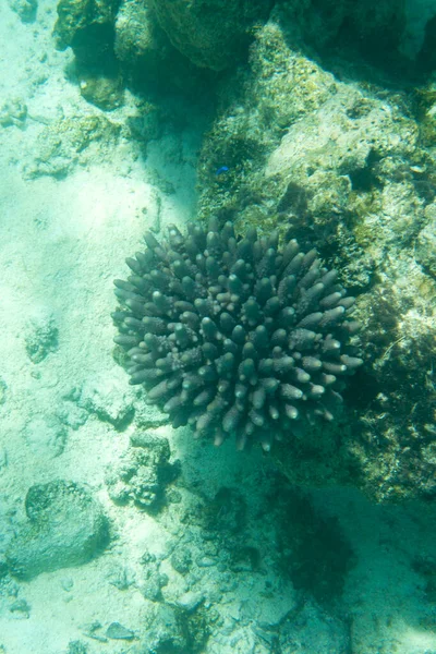 Ett Foto Koraller Nya Kaledonien — Stockfoto