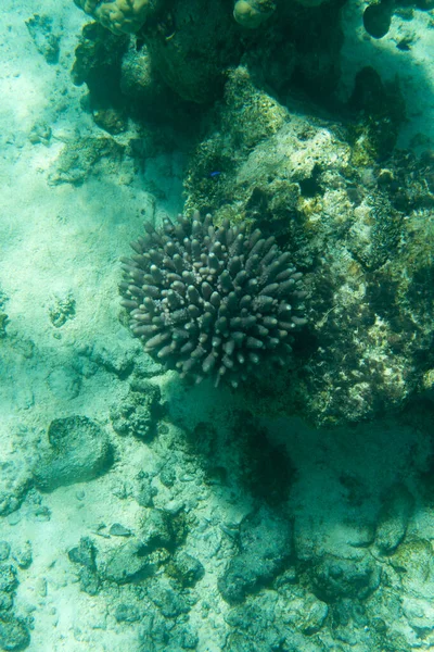 Фотографія Коралів Новій Каледонії — стокове фото