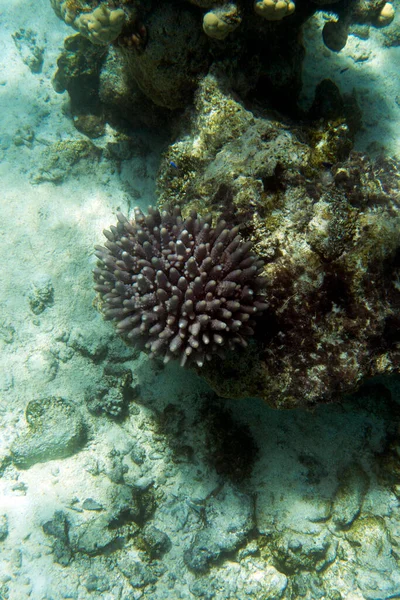 Egy Kép Korallokról Kaledóniában — Stock Fotó