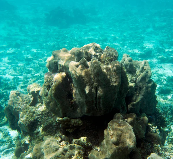 Una Foto Coralli Nuova Caledonia — Foto Stock
