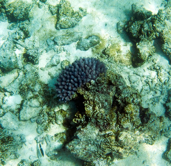 Una Foto Corales Nueva Caledonia — Foto de Stock