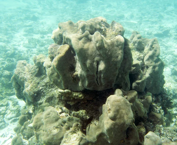 Φωτογραφία Κοραλλιών Στη Νέα Καληδονία — Φωτογραφία Αρχείου