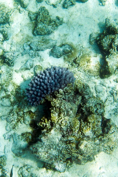 新喀里多尼亚珊瑚的照片 — 图库照片