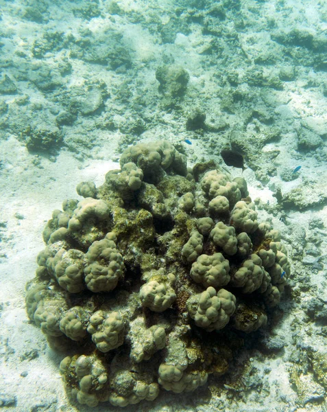 Ett Foto Koraller Nya Kaledonien — Stockfoto