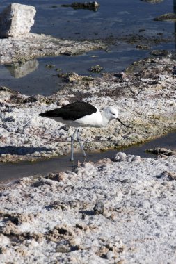 Şili 'nin kuzeyindeki Amerikan kuşunun görüntüsü