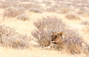 Etosha Ulusal Parkı, Namibya - 9 Ağustos 2018: GPS 'li dişi aslan manzarası