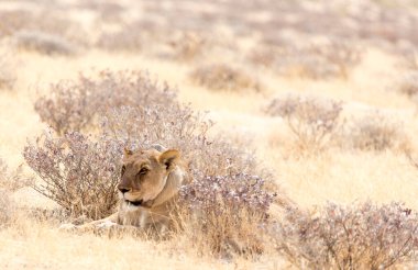 Etosha Ulusal Parkı, Namibya - 9 Ağustos 2018: GPS 'li dişi aslan manzarası