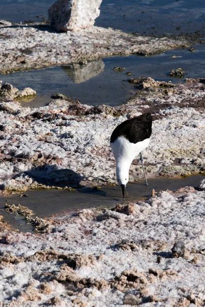 チリ北部のアメリカのアヴォケット鳥の眺め — ストック写真