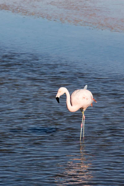 Blick Auf Einen Anden Flamingo Der Lagune Bolivien — Stockfoto