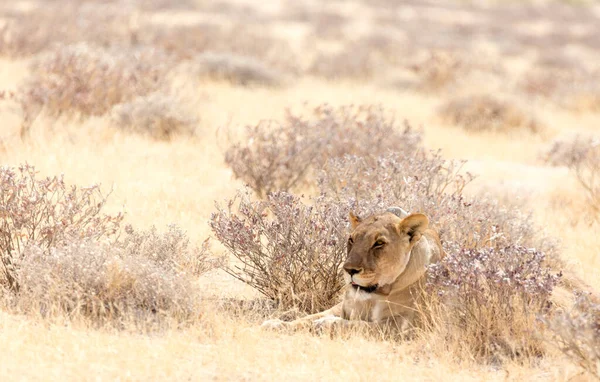 Parque Nacional Etosha Namíbia Agosto 2018 Vista Leão Fêmea Com — Fotografia de Stock