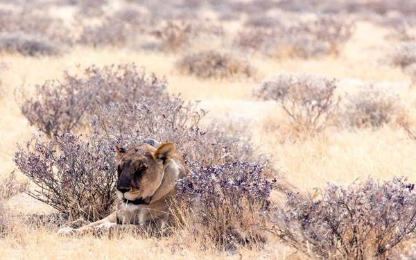 Parque Nacional Etosha Namibia Agosto 2018 Vista Del León Hembra —  Fotos de Stock