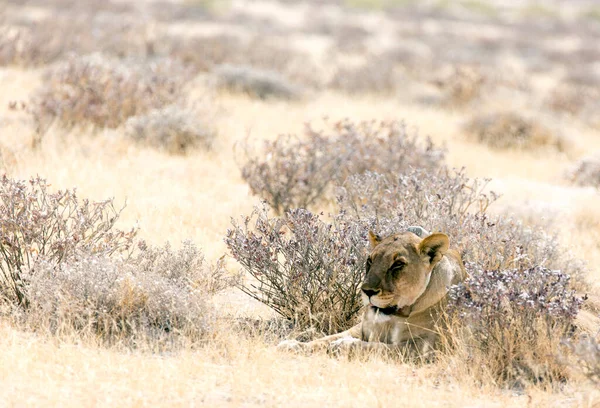Parque Nacional Etosha Namíbia Agosto 2018 Vista Leão Fêmea Com — Fotografia de Stock