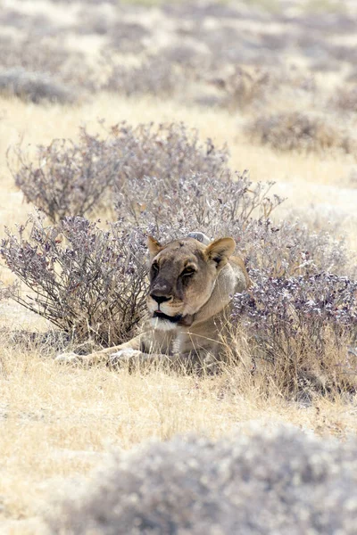 Parc National Etosha Namibie Août 2018 Vue Lion Femelle Avec — Photo