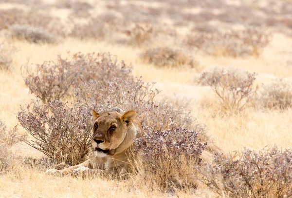 Parque Nacional Etosha Namibia Agosto 2018 Vista Del León Hembra — Foto de Stock