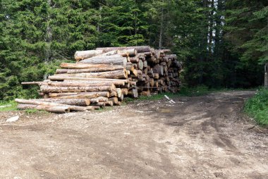 İtalya, Asiago yakınlarındaki ağaçların manzarası.