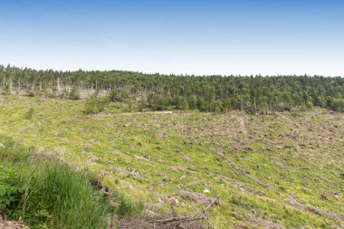 İtalya, Asiago yakınlarındaki ağaçların manzarası.