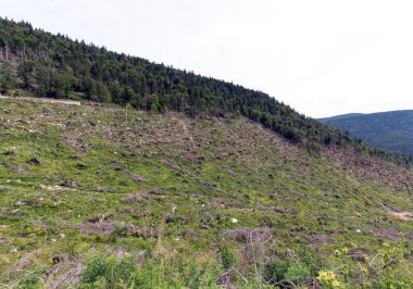 İtalya, Asiago yakınlarındaki ağaçların manzarası.