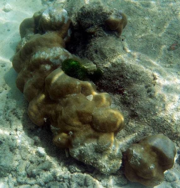 Seychelle Szigetek Koralljainak Megtekintése — Stock Fotó