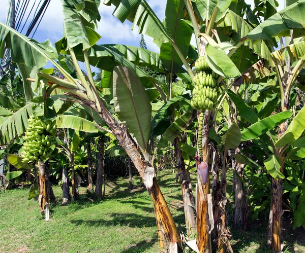 Vista Plantas Banana Ilha Seychelles — Fotografia de Stock
