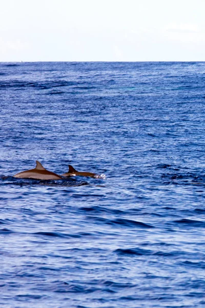 Algunos Delfines Nadan Reunion Francia — Foto de Stock