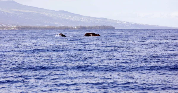 Una Grande Balena Che Nuota Reunion Francia — Foto Stock