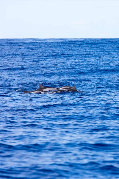 Några Delfiner Simmar Reunion Frankrike — Stockfoto