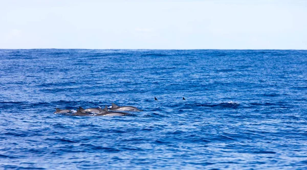 一些海豚在法国拉留尼旺岛游泳 — 图库照片
