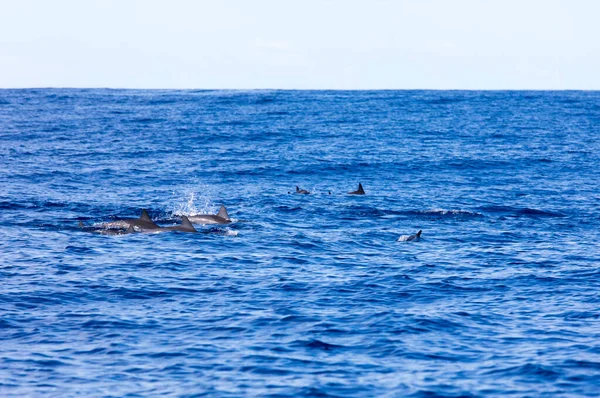 一些海豚在法国拉留尼旺岛游泳 — 图库照片