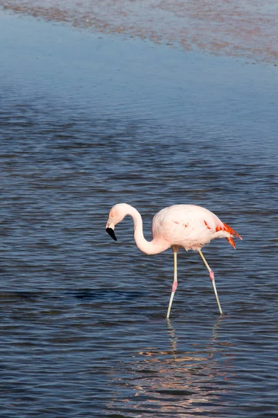 Foto Eines Rosa Flamingos Bolivien — Stockfoto