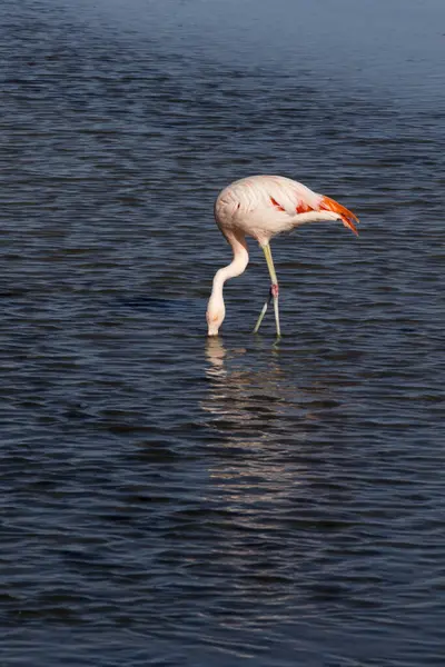 Foto Eines Rosa Flamingos Bolivien — Stockfoto