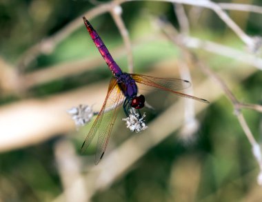 İtalya 'da menekşe damlayan yusufçuk manzarası