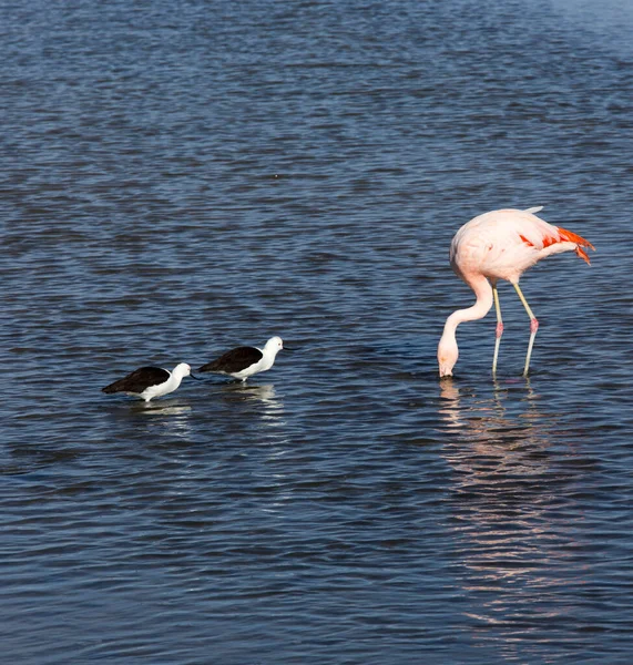 Blick Auf Zwei Säbelschnäbler Und Einen Flamingo Chile — Stockfoto