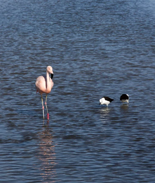 Blick Auf Zwei Säbelschnäbler Und Einen Flamingo Chile — Stockfoto