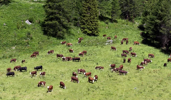 Vue Grand Gropu Vaches Rouges Dans Vallée Aoste — Photo