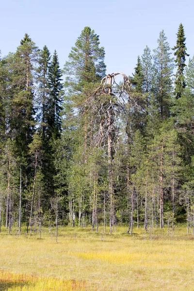 フィンランドの湖地域の風景の眺め — ストック写真