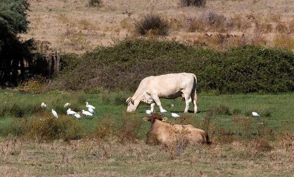 View Cattle Egret Cow Italy — Stock Photo, Image