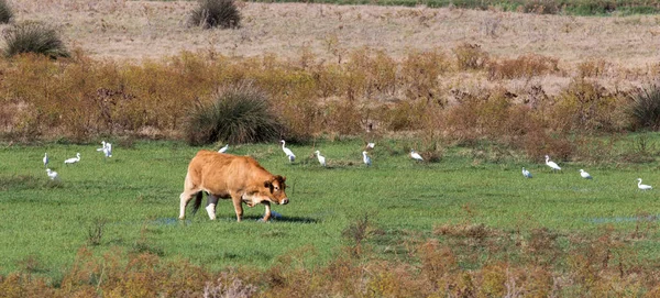 Talya Sığır Inek Manzarası — Stok fotoğraf