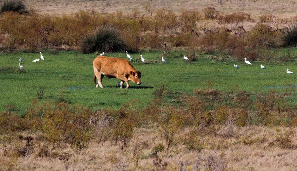 意大利的奶牛和奶牛景观 — 图库照片
