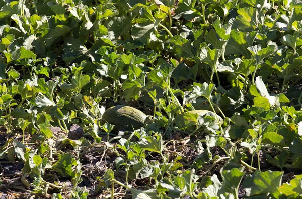 Vue Plantation Melons Sardaigne Italie — Photo